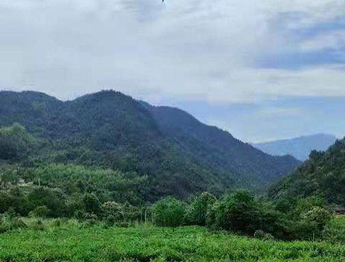 湖北万赢娱乐集团英山有机茶厂